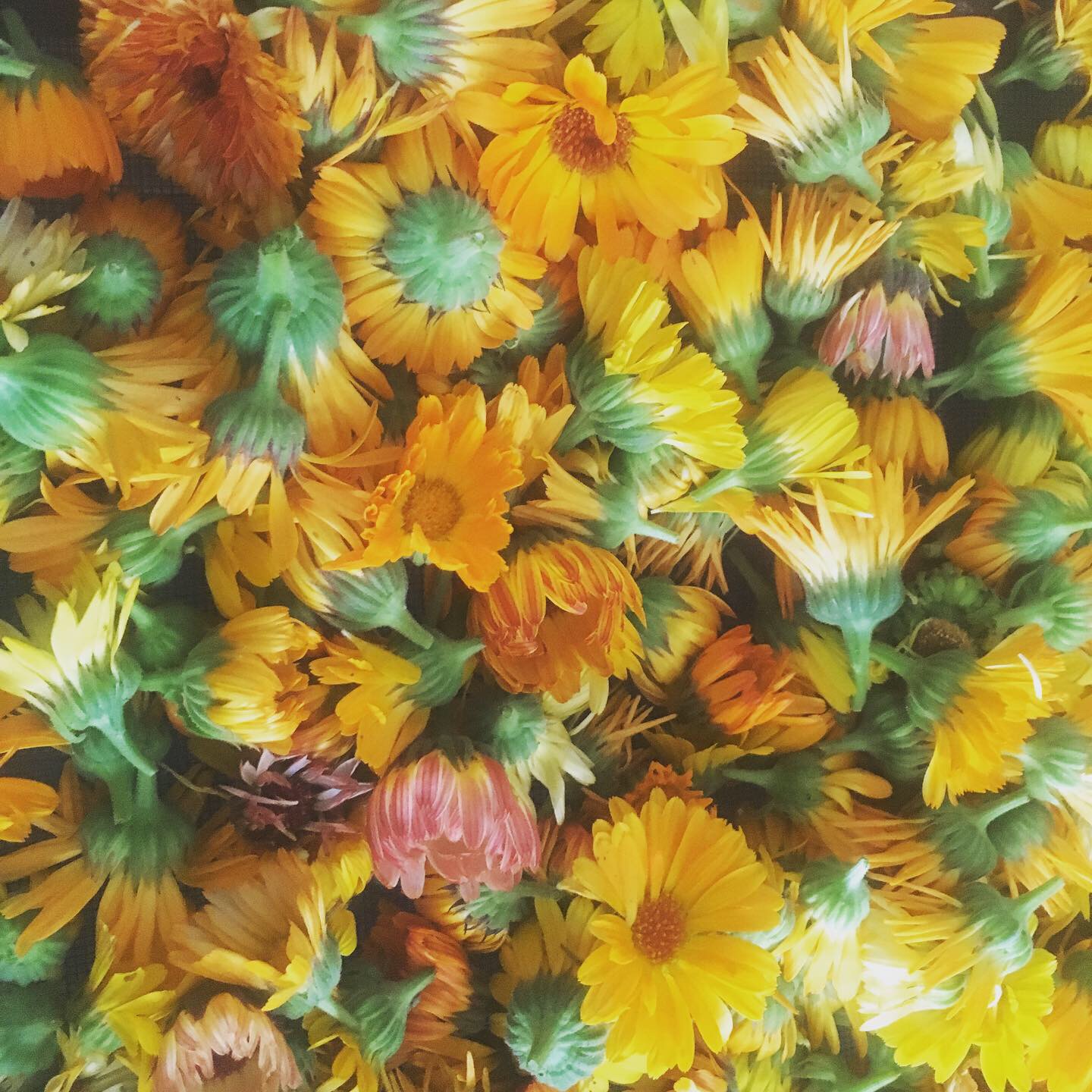 calendula